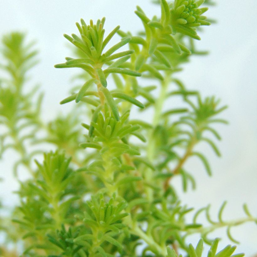 Sedum sexangulare - Zacht vetkruid (Foliage)