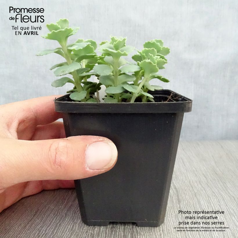 Exemplaar van Sedum sieboldii - Vetkruid Kweekpotje van 8/9 cm zoals geleverd in de lente