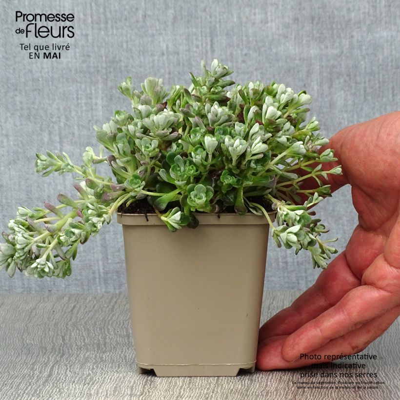 Exemplaar van Sedum spathulifolium Cape Blanco - Vetkruid Kweekpotje van 8/9 cm zoals geleverd in de lente