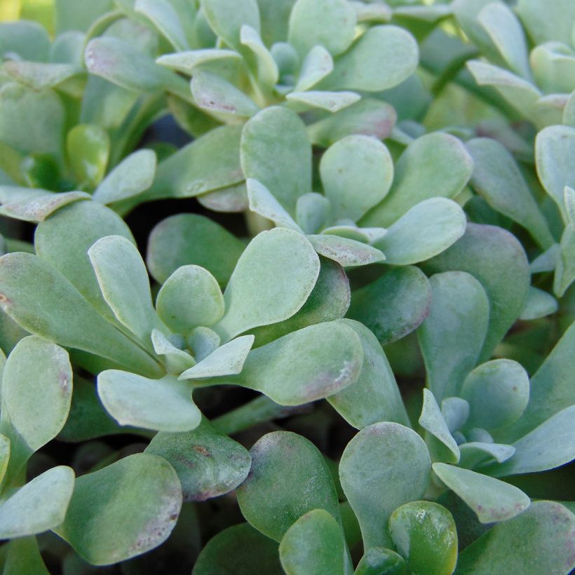 Sedum spathulifolium Purpureum - Vetkruid (Foliage)