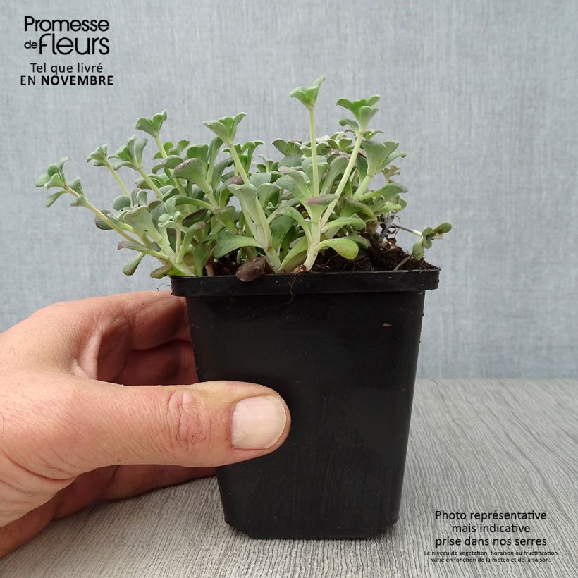 Exemplaar van Sedum spathulifolium Purpureum - Vetkruid Kweekpotje van 8/9 cm zoals geleverd in de herfst
