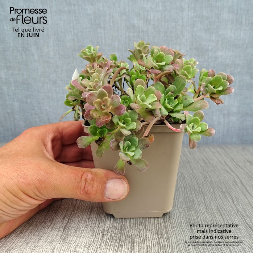 Exemplaar van Sedum spathulifolium Purpureum - Vetkruid Kweekpotje van 8/9 cm zoals geleverd in de zomer