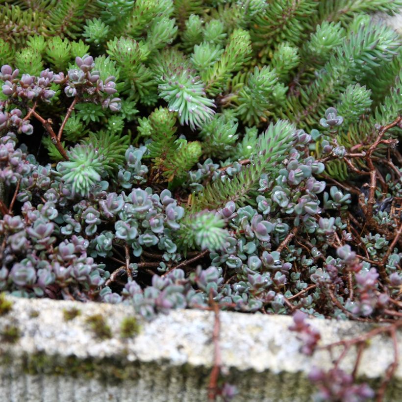 Sedum spathulifolium Purpureum - Vetkruid (Groeiplaats)