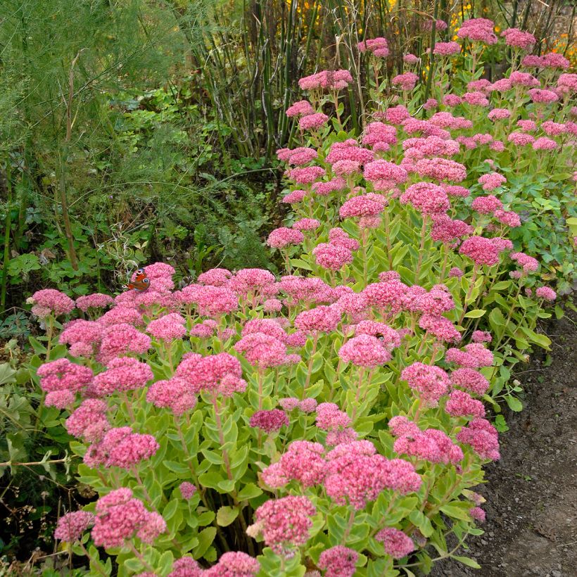 Sedum spectabile Brilliant - Hemelsleutel (Groeiplaats)