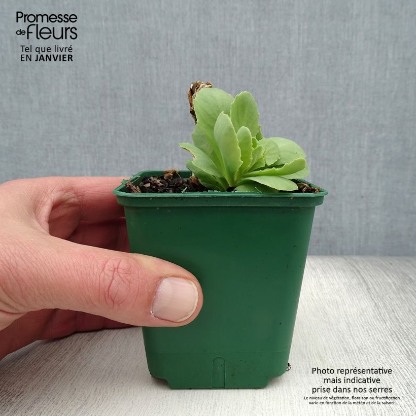 Example of Sedum spectabile Brilliant - Grand Orpin d'automne Kweekpotje van 8/9 cm as you get in hiver