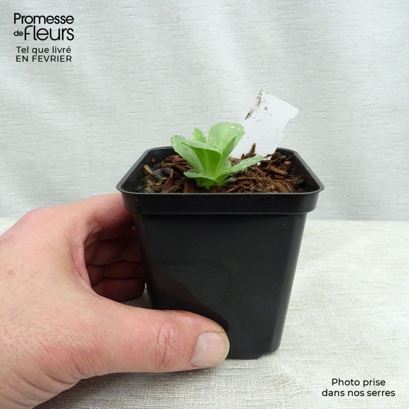 Example of Sedum spectabile Carl - Orpin d'Automne Kweekpotje van 8/9 cm as you get in hiver