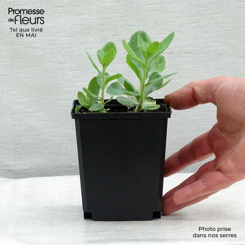 Exemplaar van Sedum spectabile Carl - Hemelsleutel Kweekpotje van 8/9 cm zoals geleverd in de lente