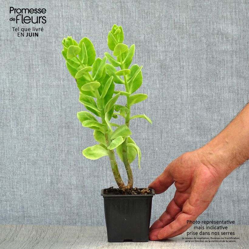 Exemplaar van Sedum spectabile Carmen - Hemelsleutel Kweekpotje van 7/8 cm zoals geleverd in de zomer