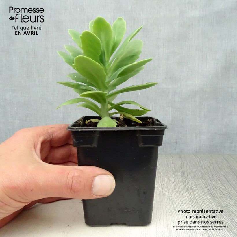 Exemplaar van Sedum spectabile Carmen - Hemelsleutel Kweekpotje van 7/8 cm zoals geleverd in de lente