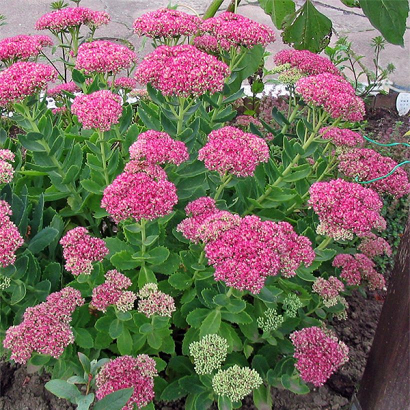 Sedum spectabile Meteor - Hemelsleutel (Plant habit)