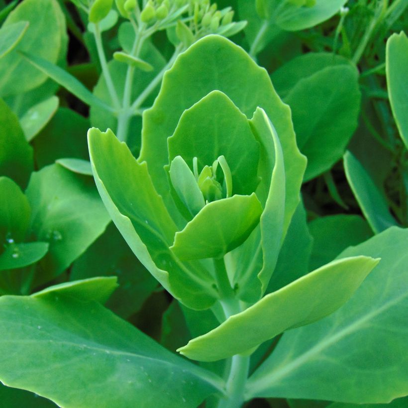 Sedum spectabile Meteor - Hemelsleutel (Foliage)