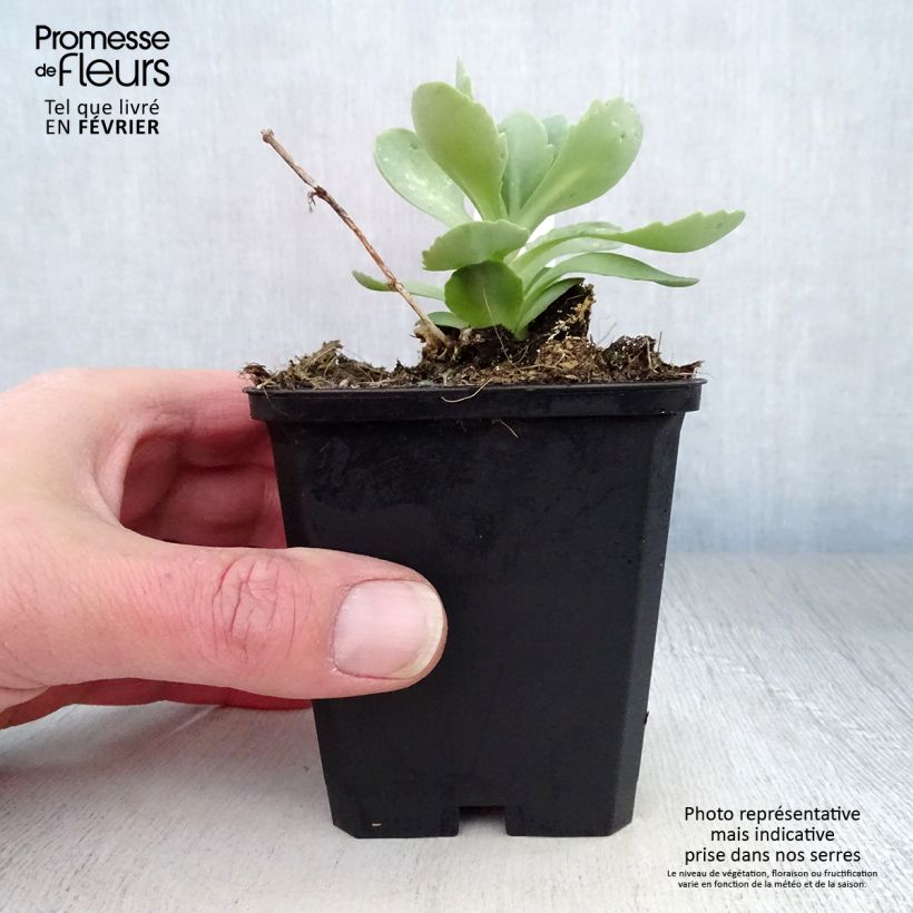 Example of Sedum spectabile Meteor - Orpin d'automne Kweekpotje van 8/9 cm as you get in hiver