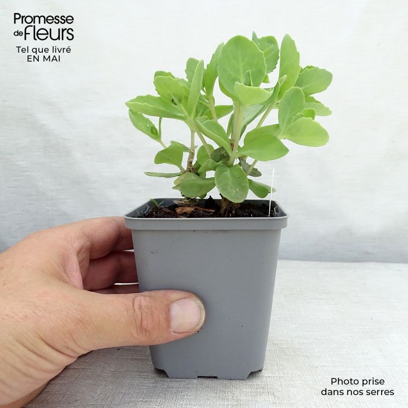 Exemplaar van Sedum spectabile Septemberglut - Hemelsleutel Kweekpotje van 8/9 cm zoals geleverd in de lente
