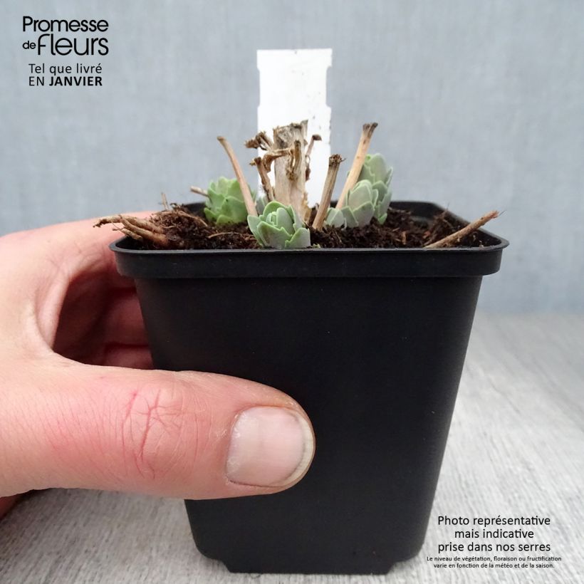 Example of Sedum spectabile Septemberglut - Orpin d'automne Kweekpotje van 8/9 cm as you get in hiver