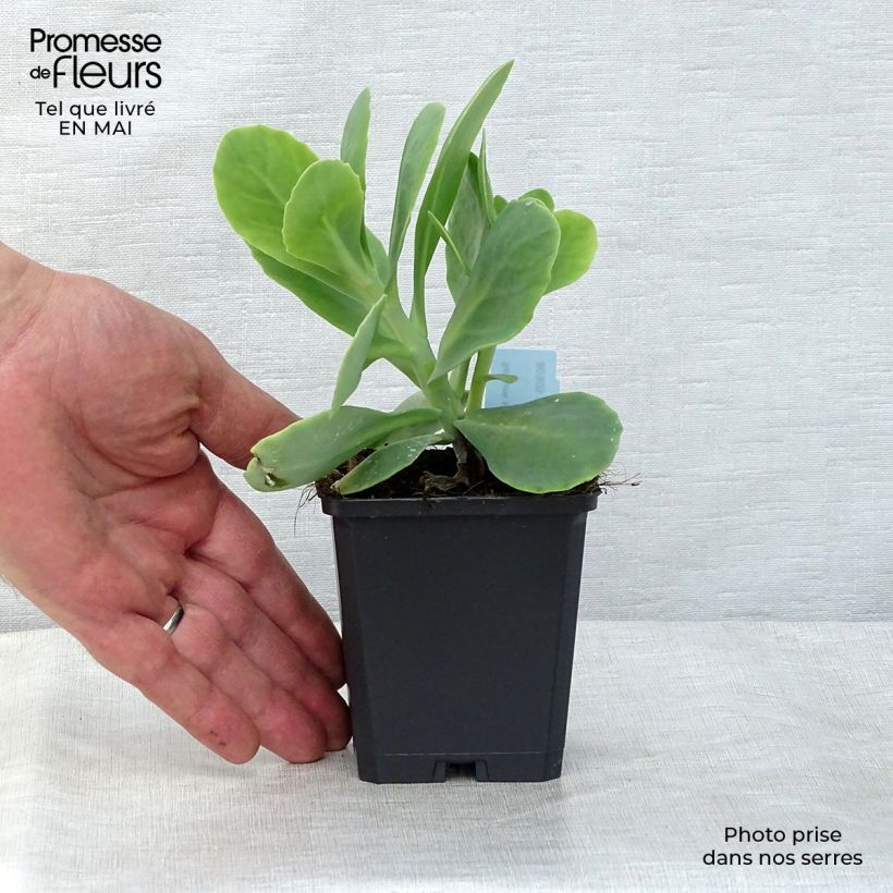 Exemplaar van Sedum spectabile Stardust - Hemelsleutel Kweekpotje van 8/9 cm zoals geleverd in de lente