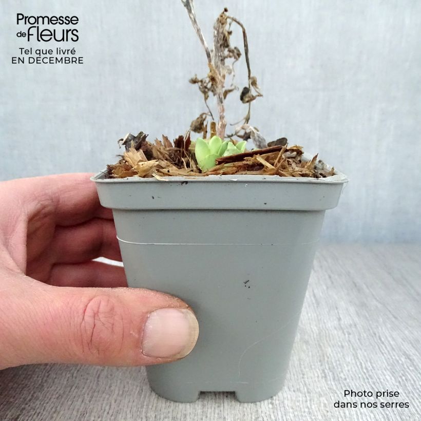 Example of Sedum spectabile Stardust - Orpin d'automne Kweekpotje van 8/9 cm as you get in hiver