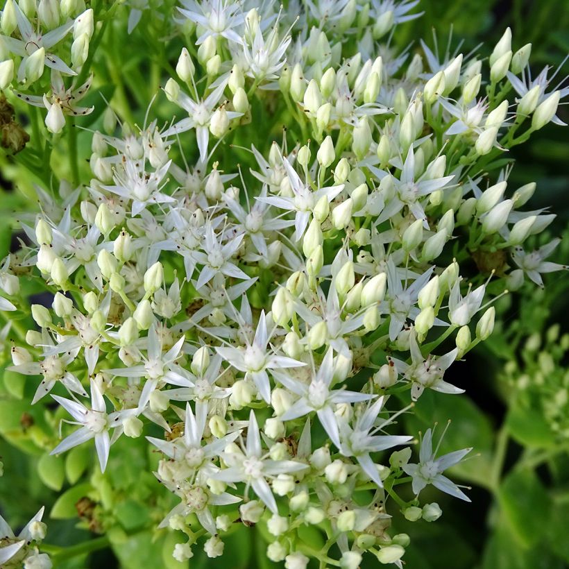Sedum spectabile Stardust - Hemelsleutel (Flowering)