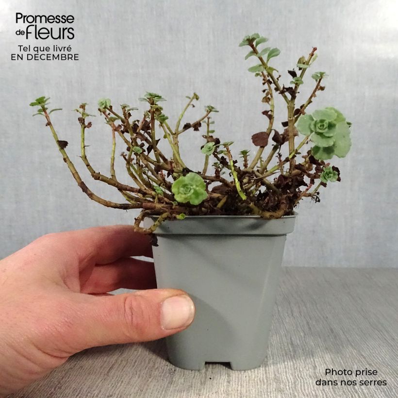 Example of Sedum spurium Album Superbum - Orpin Kweekpotje van 8/9 cm as you get in hiver