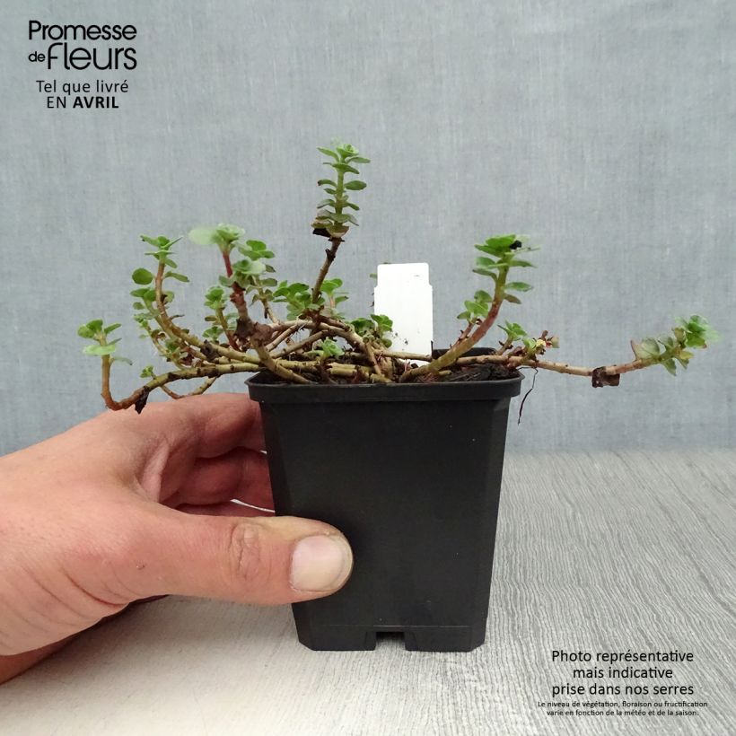 Exemplaar van Sedum spurium Album Superbum - Roze vetkruid Kweekpotje van 8/9 cm zoals geleverd in de lente