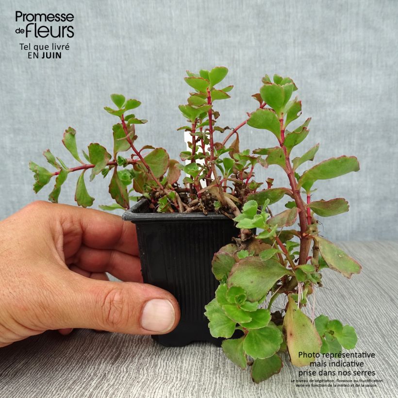 Exemplaar van Sedum spurium Dragon Blood - Roze vetkruid Kweekpotje van 8/9 cm zoals geleverd in de zomer