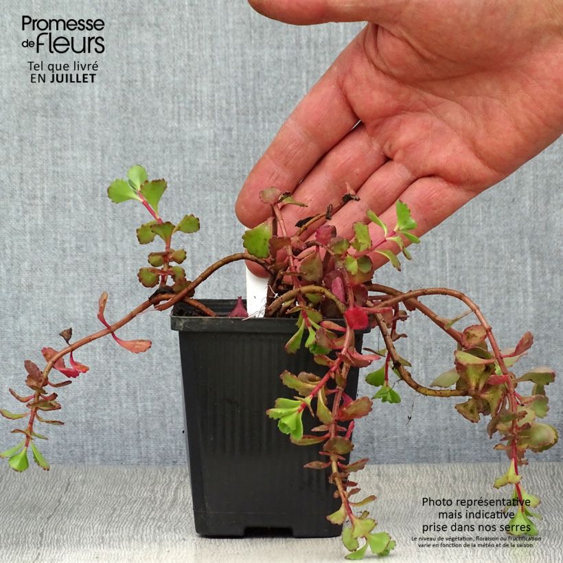 Exemplaar van Sedum spurium Fuldaglut - Roze vetkruid Kweekpotje van 8/9 cm zoals geleverd in de zomer