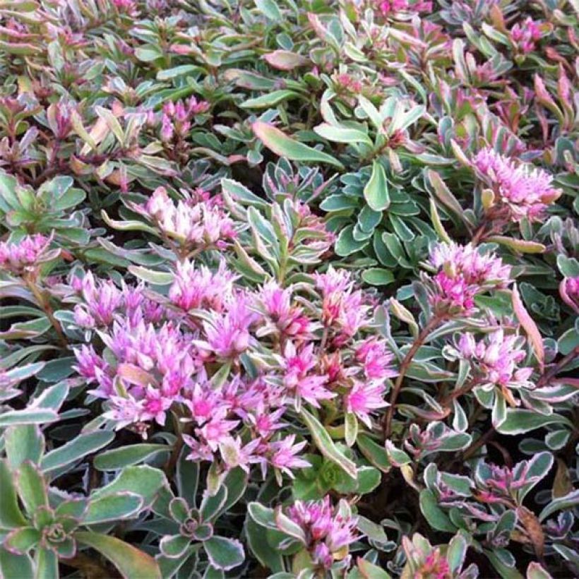 Sedum spurium Variegatum - Roze vetkruid (Flowering)