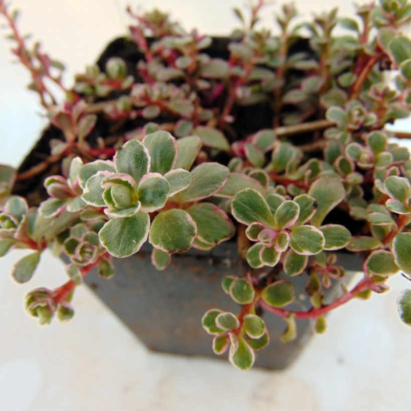 Sedum spurium Variegatum - Roze vetkruid (Foliage)