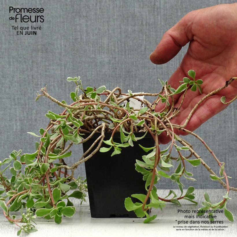 Exemplaar van Sedum spurium Variegatum - Roze vetkruid Kweekpotje van 8/9 cm zoals geleverd in de zomer