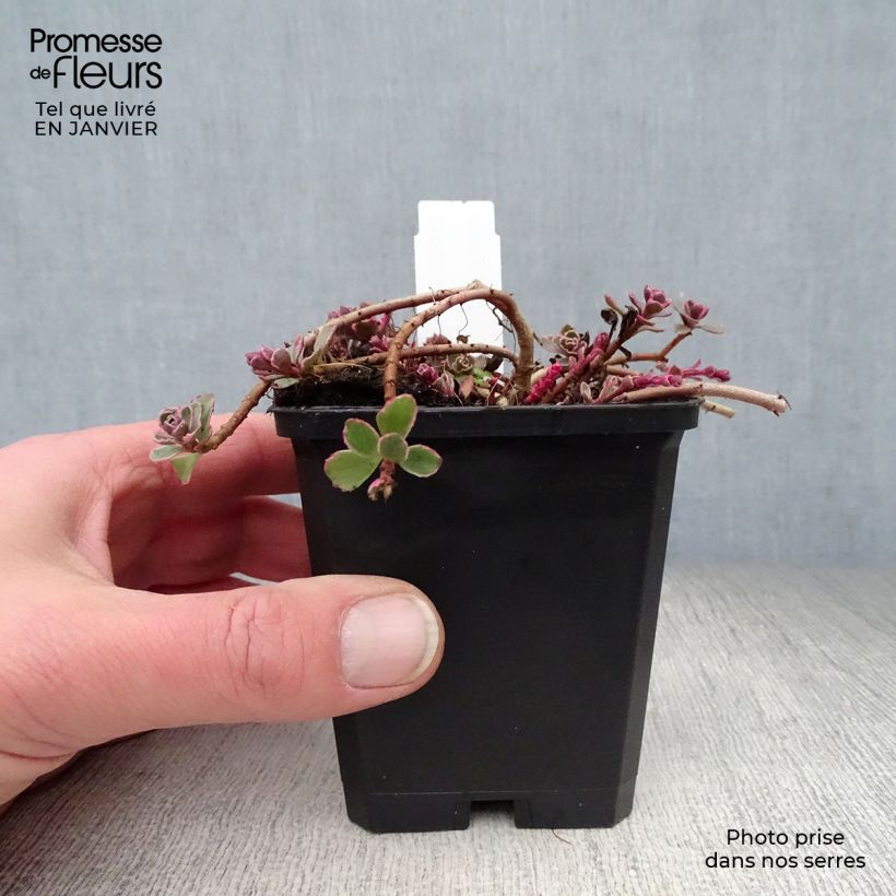 Example of Sedum spurium Variegatum - Orpin panaché Kweekpotje van 8/9 cm as you get in hiver
