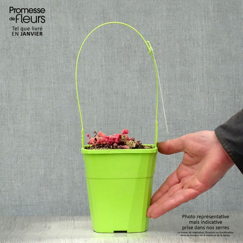 Example of Sedum takesimense Atlantis - Orpin bont Pot van 1,5 l/2 l as you get in hiver