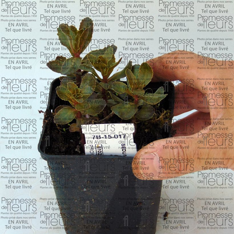 Voorbeeld van een exemplaar van Hemelsleutel El Cid - Sedum telephium Kweekpotje van 8/9 cm zoals geleverd
