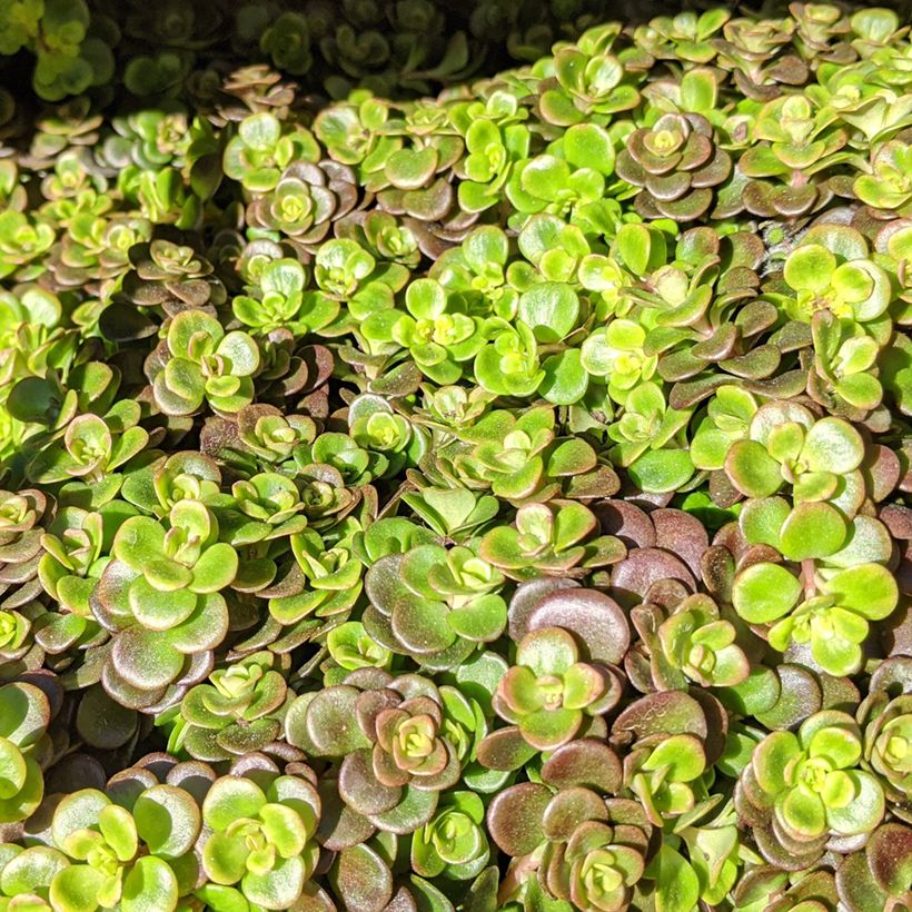 Sedum tetractinum Coral Reef - Vetkruid (Blad)