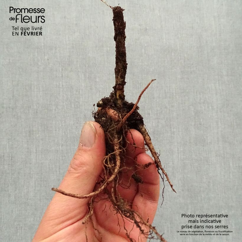 Exemplaar van Sedum telephium Autumn Charm - Hemelsleutel Naakte wortel zoals geleverd in de winter