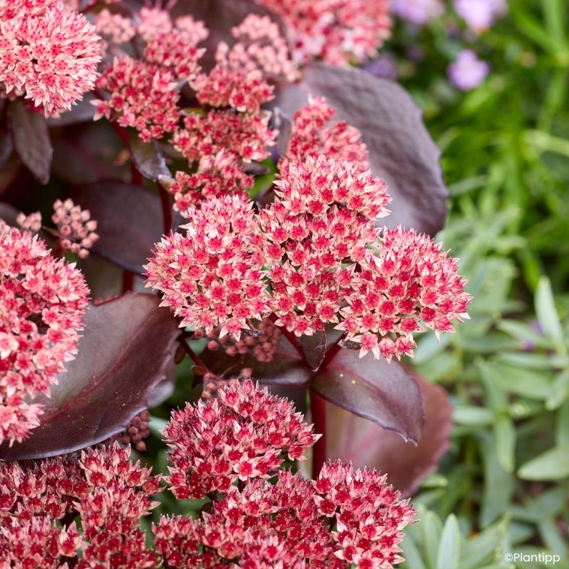 Sedum Black Knight (Bloei)