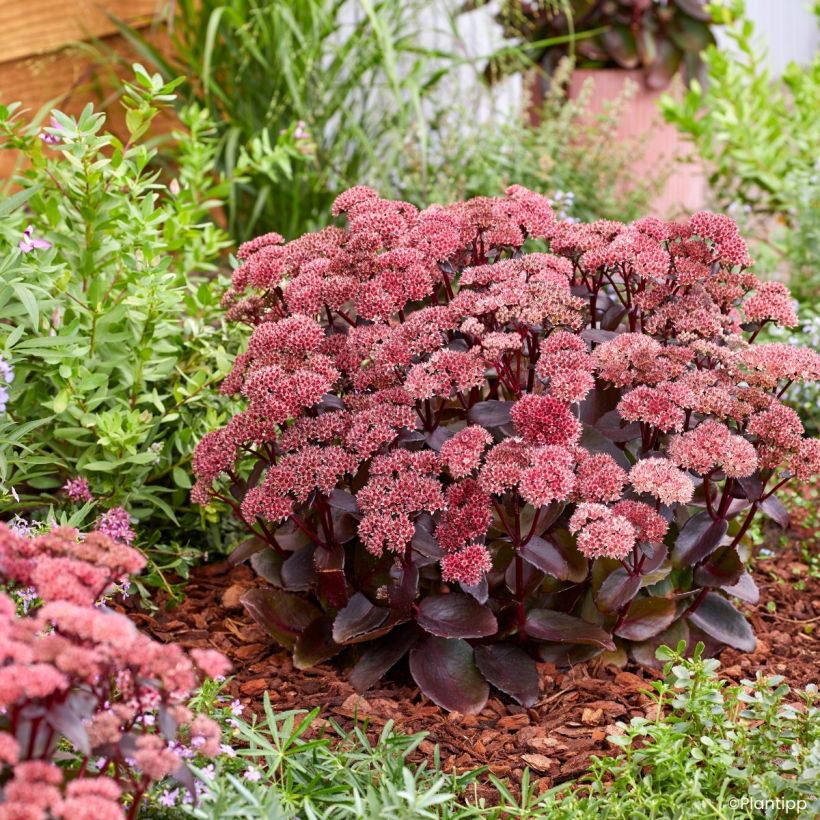 Sedum Black Knight (Groeiplaats)