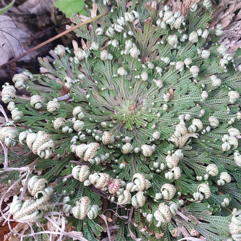 Selaginella lepidophylla - Roos van Jericho (Groeiplaats)