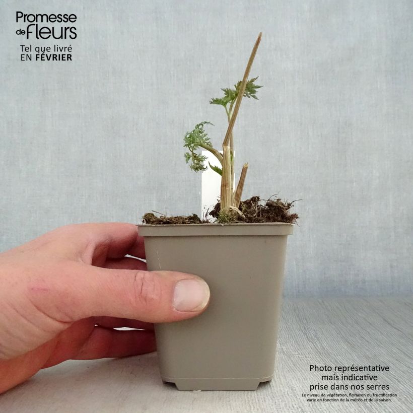 Example of Selinum wallichianum - Karwijselie Kweekpotje van 8/9 cm as you get in hiver