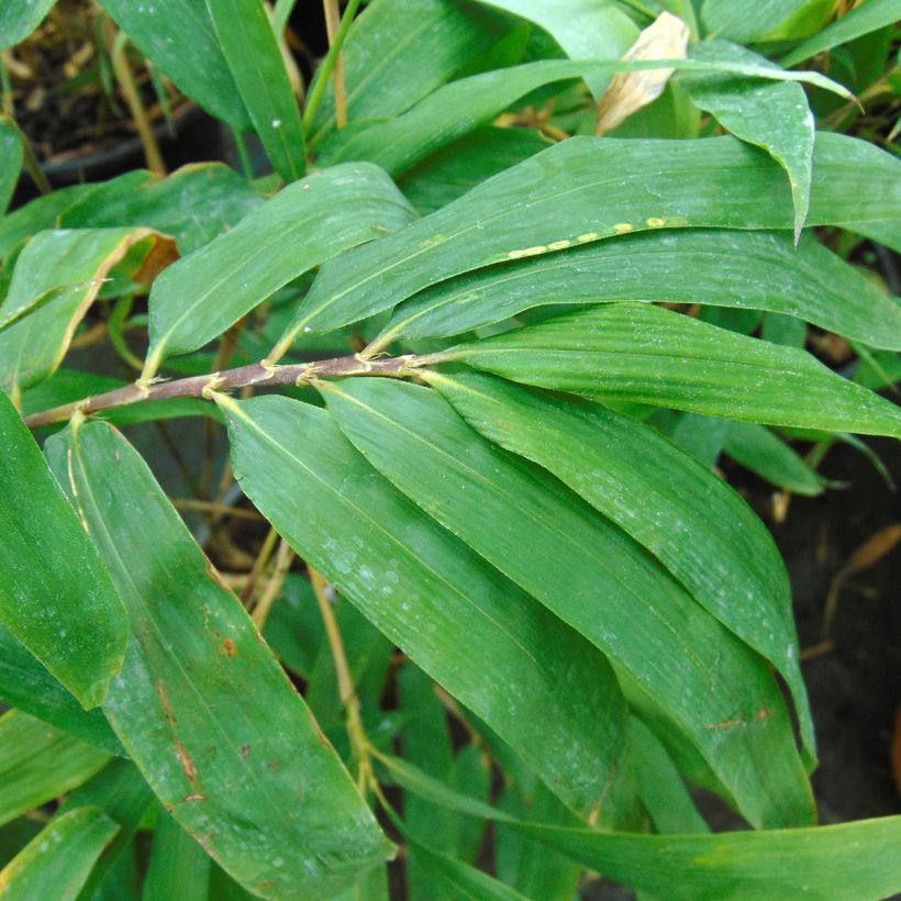 Semiarundinaria fastuosa - Narihiri-bamboe (Foliage)