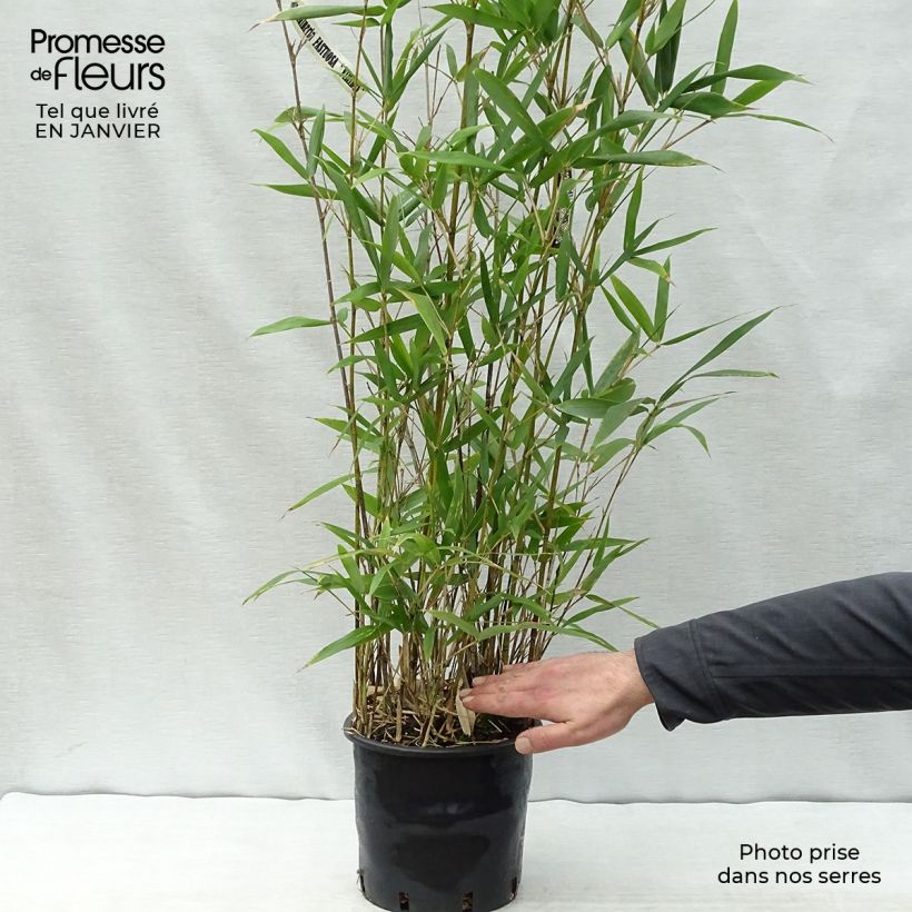 Example of Semiarundinaria fastuosa Viridis - Bambou Pot van 4 l/5 l as you get in hiver