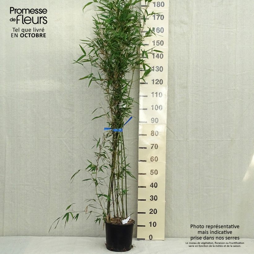 Exemplaar van Semiarundinaria makinoi - Makino-bamboe Pot van 4 l/5 l zoals geleverd in de herfst