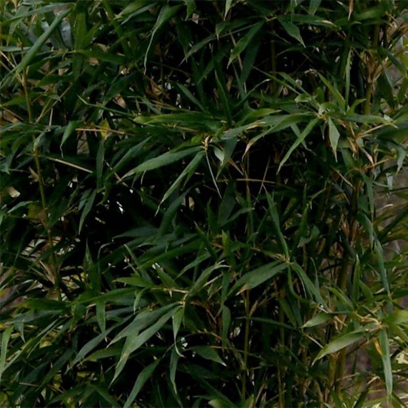 Semiarundinaria yashadake Kimmei - Bamboe middelgroot (Foliage)