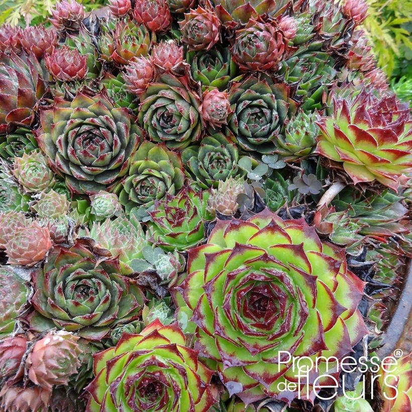 Sempervivum Gemengd - Huislook (Foliage)