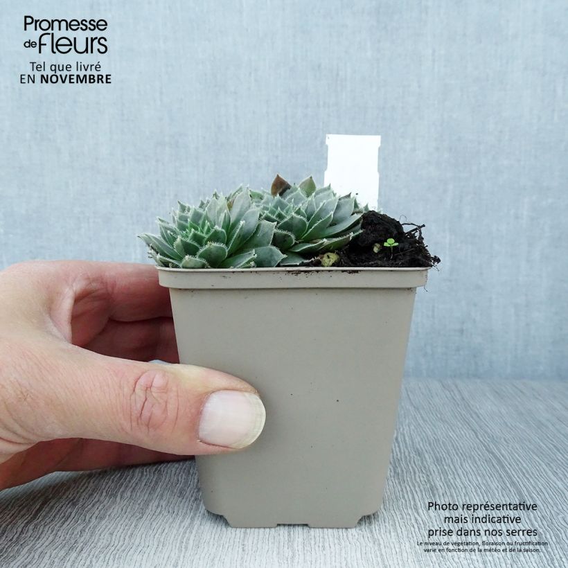 Exemplaar van Sempervivum Alpha - Huislook Kweekpotje van 8/9 cm zoals geleverd in de herfst