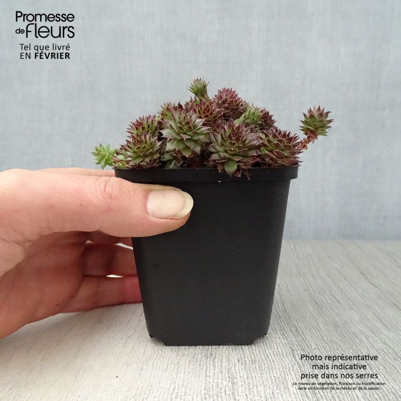 Exemplaar van Sempervivum Bronco - Huislook Kweekpotje van 8/9 cm zoals geleverd in de winter