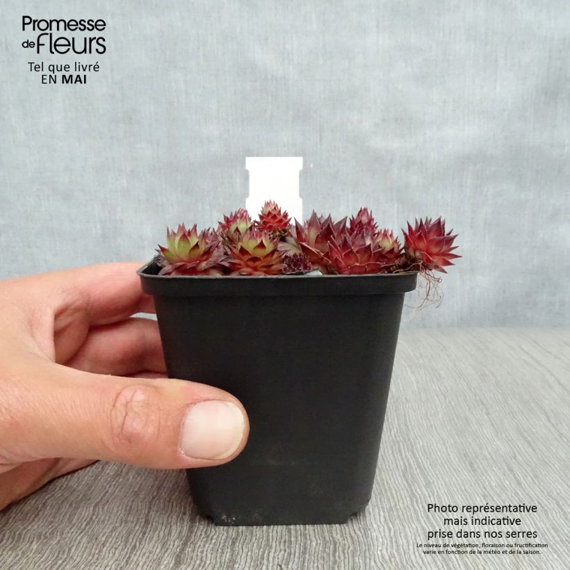 Exemplaar van Sempervivum Bronco - Huislook Kweekpotje van 8/9 cm zoals geleverd in de lente