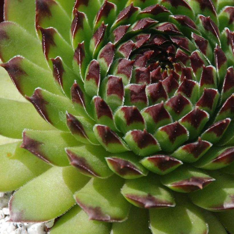 Sempervivum Chick Charms Appletini - Huislook (Foliage)