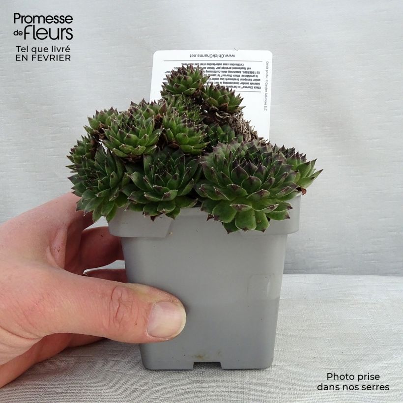 Example of Sempervivum Chick Charms Appletini - Joubarbe Pot van 10 cm/11 cm as you get in hiver