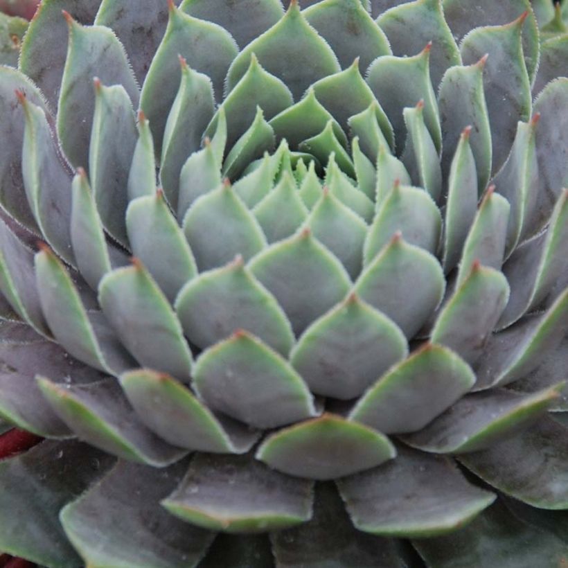 Sempervivum Chick Charms Berry Blues - Huislook (Foliage)
