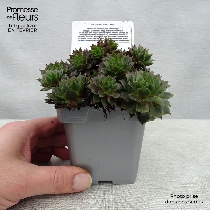 Example of Sempervivum Chick Charms Berry Blues - Huislook Pot van 10 cm/11 cm as you get in hiver