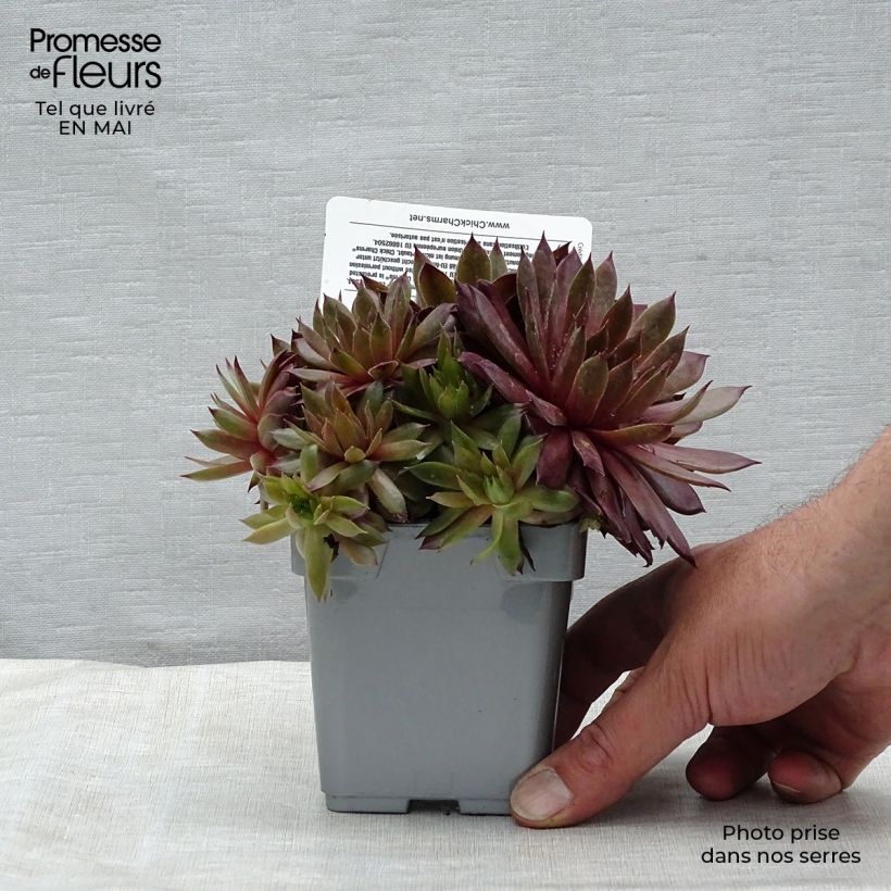 Exemplaar van Sempervivum Chick Charms Bing Cherry - Huislook Pot van 10 cm/11 cm zoals geleverd in de lente